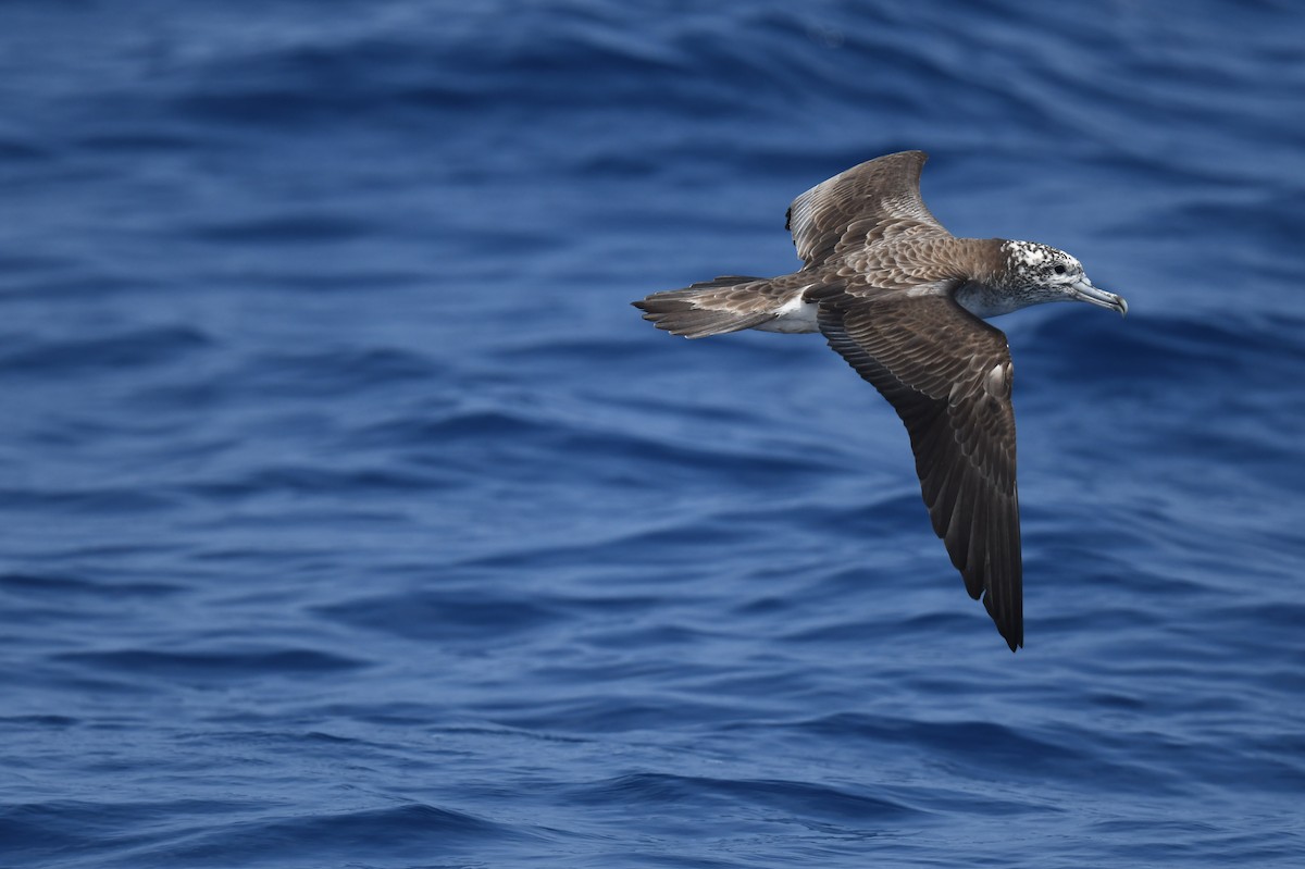 Streaked Shearwater - Jhih-Wei (志偉) TSAI (蔡)