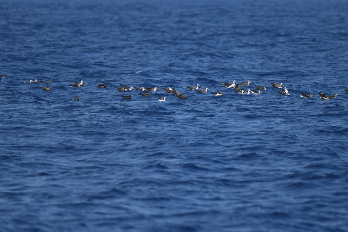 Streaked Shearwater - Jhih-Wei (志偉) TSAI (蔡)