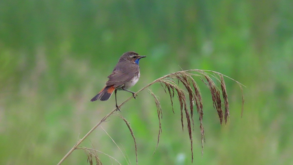 Bluethroat - Nicole  Rijsemus