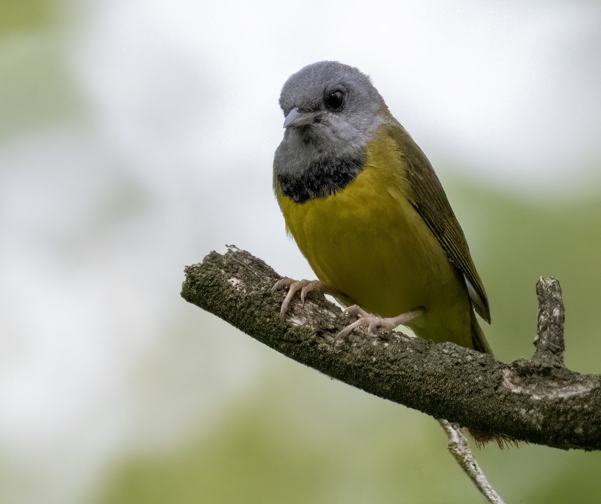 Mourning Warbler - Carolyn Bennett