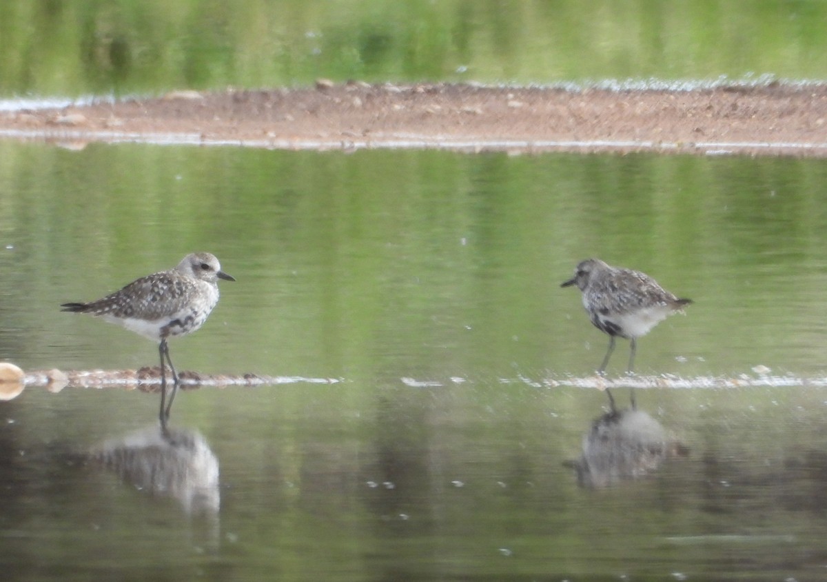 Black-bellied Plover - Roberto Calleja Sanz