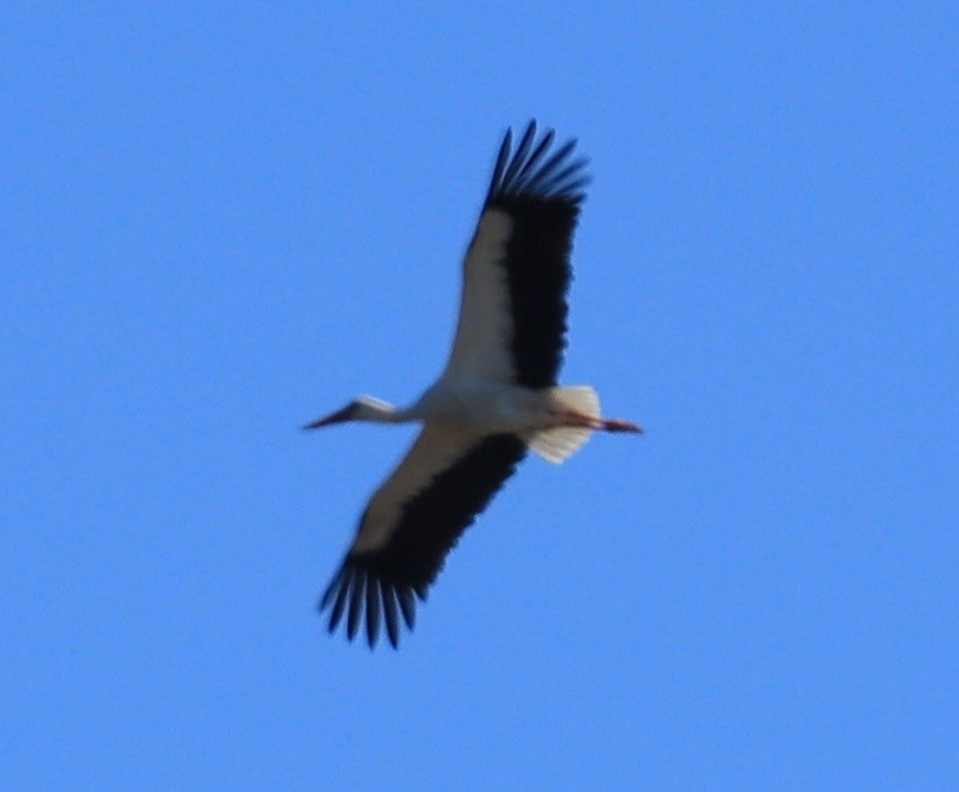 White Stork - Edmund Bell