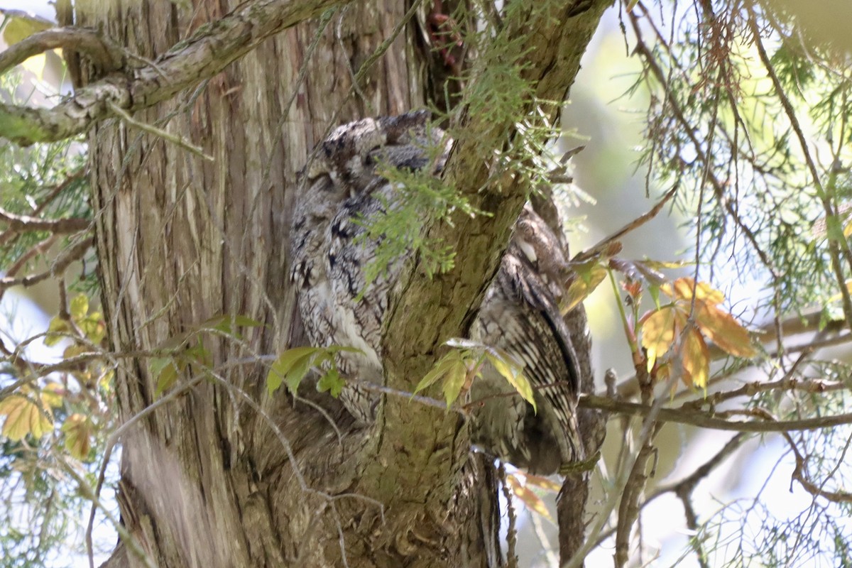 Eastern Screech-Owl - ML619346528