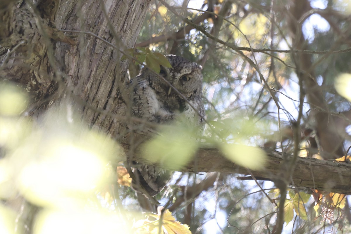 Eastern Screech-Owl - ML619346529