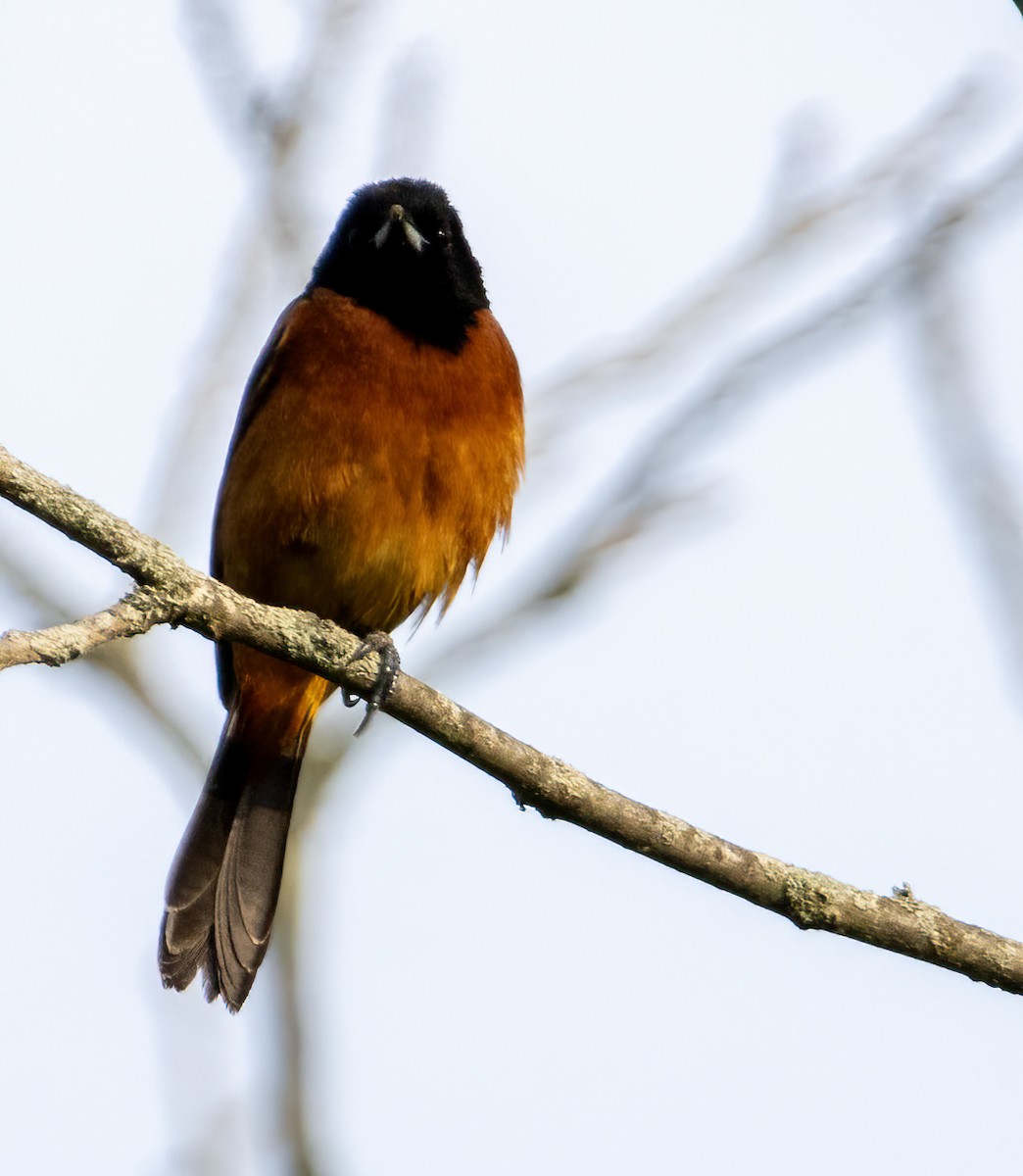 Orchard Oriole - ML619346534
