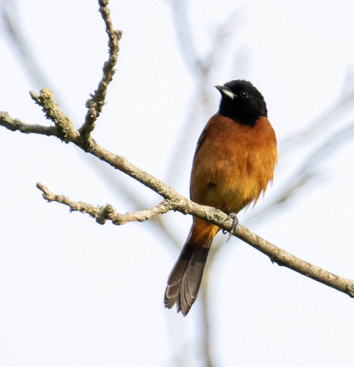 Orchard Oriole - ML619346535