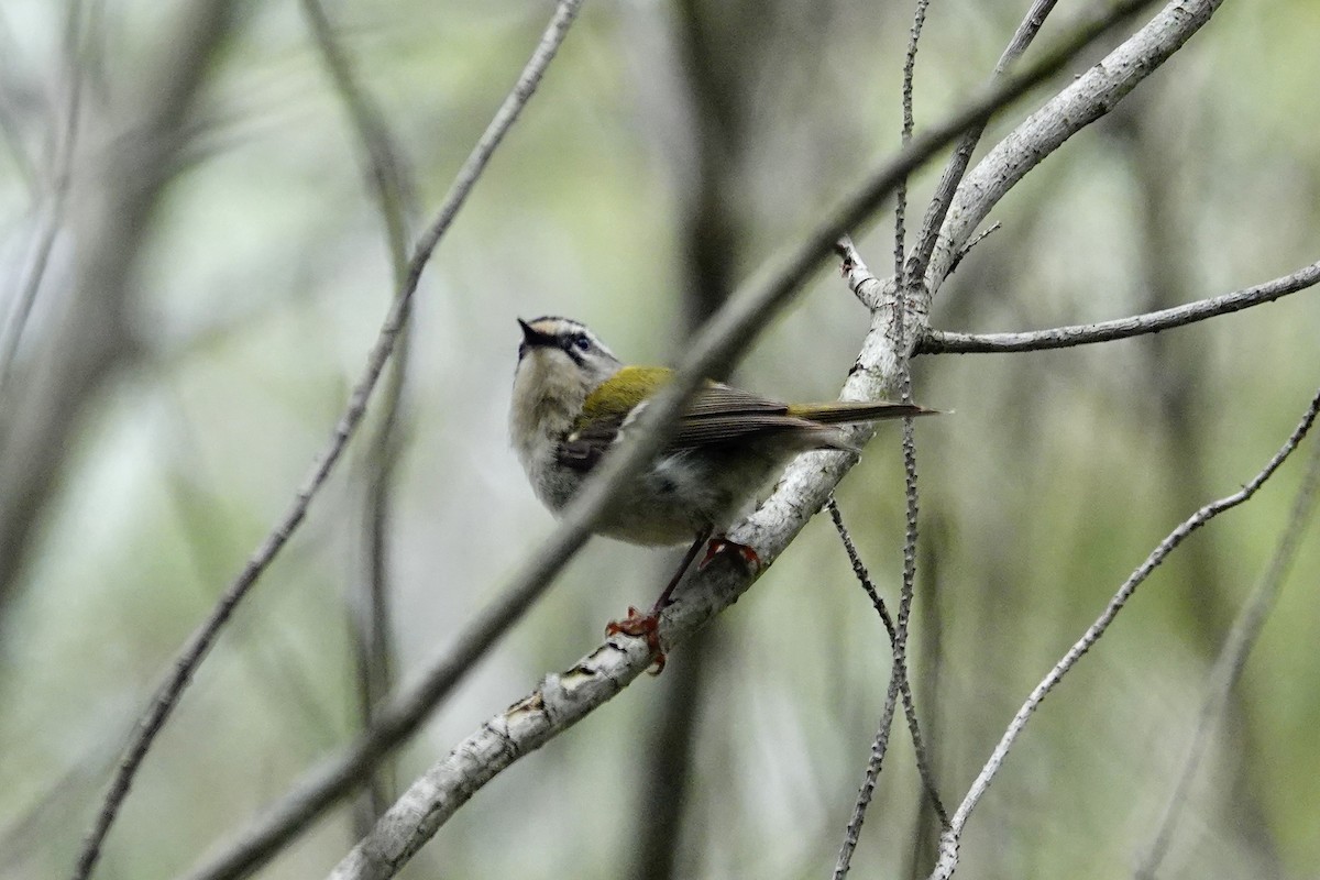 Common Firecrest - David Ratcliffe