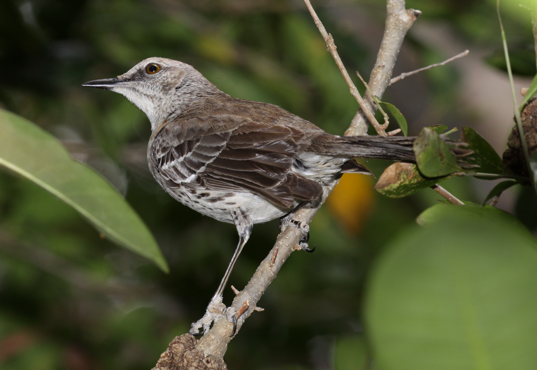 Bahama Mockingbird - Carl Edwards