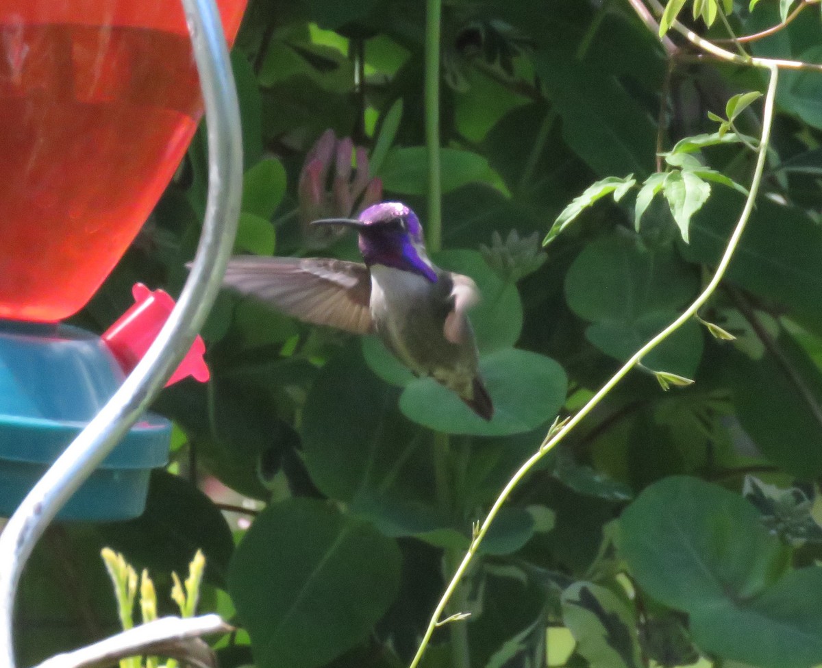 Costa's Hummingbird - Kathryn Clouston