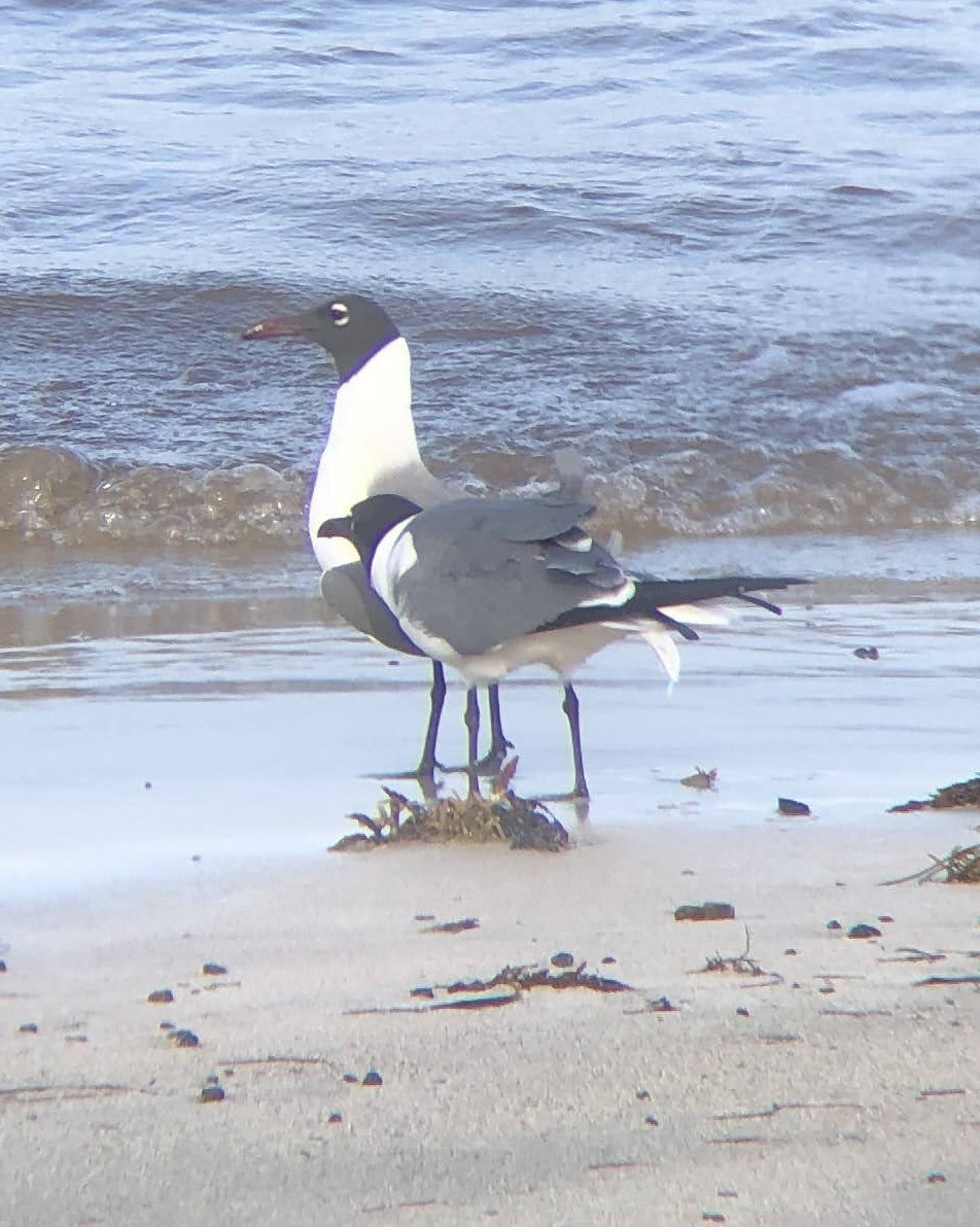 Laughing Gull - ML619346575