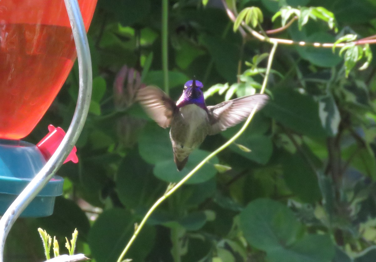 Costa's Hummingbird - Kathryn Clouston