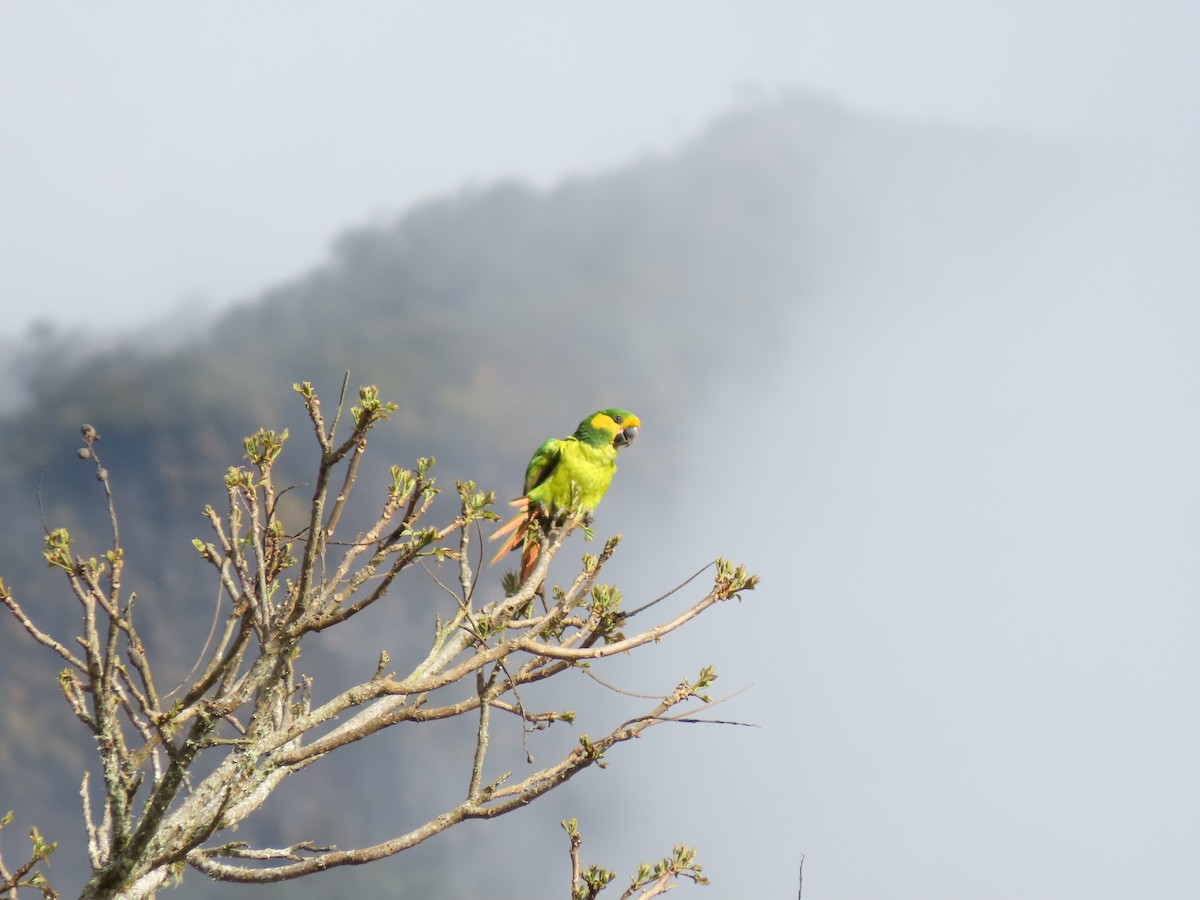 Yellow-eared Parrot - Cristian Cufiño