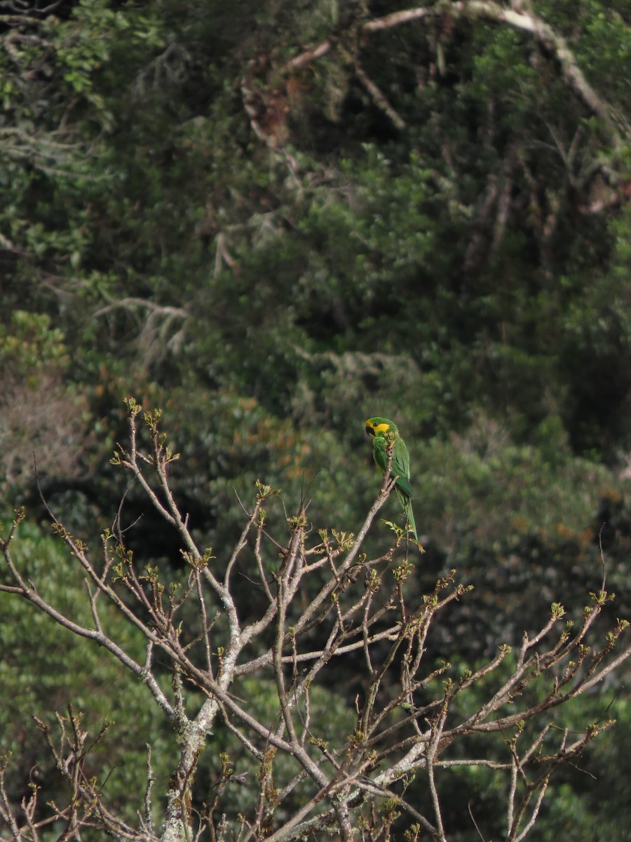 Yellow-eared Parrot - Cristian Cufiño