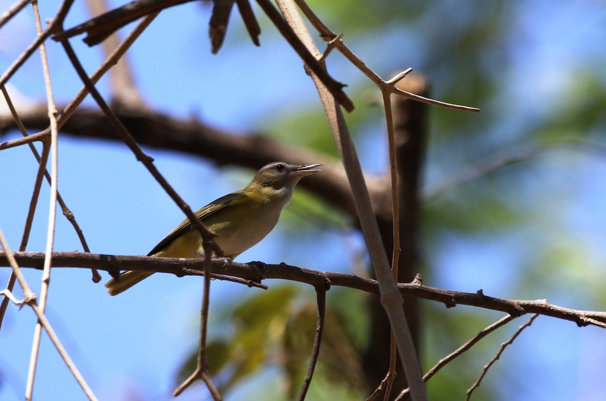 Yellow-green Vireo - Richard Greenhalgh