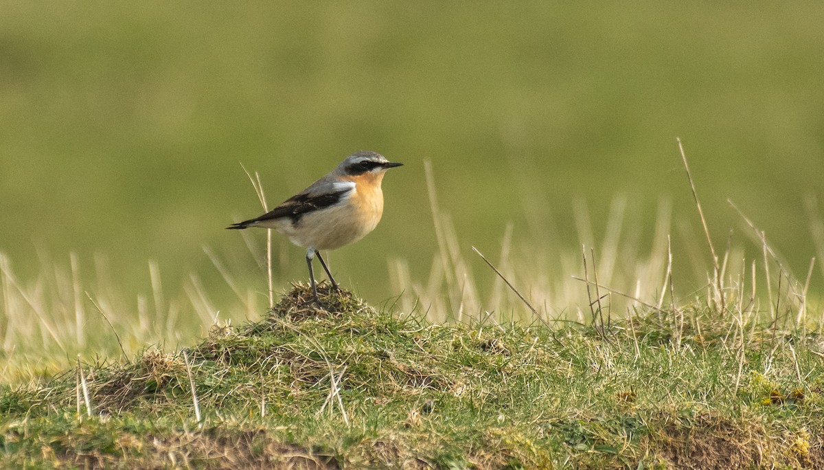 Northern Wheatear - Theo de Clermont