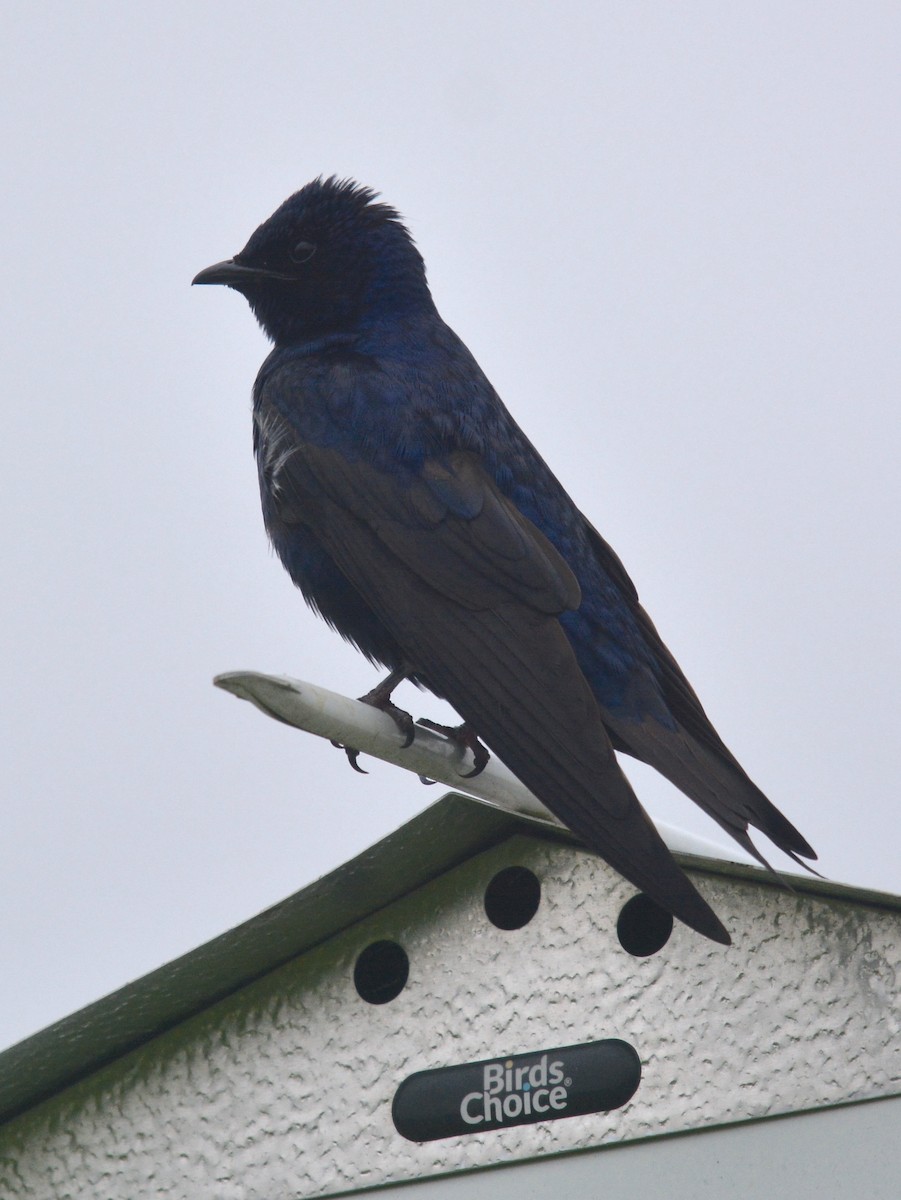 Purple Martin - ML619346651