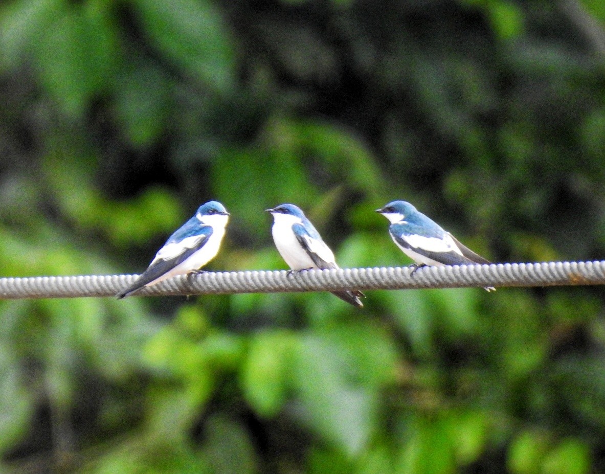 White-winged Swallow - ML619346675