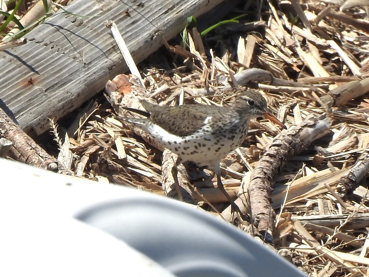 Spotted Sandpiper - ML619346681