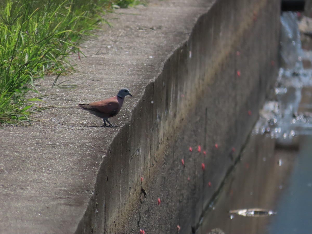 Red Collared-Dove - 韋勳 陳