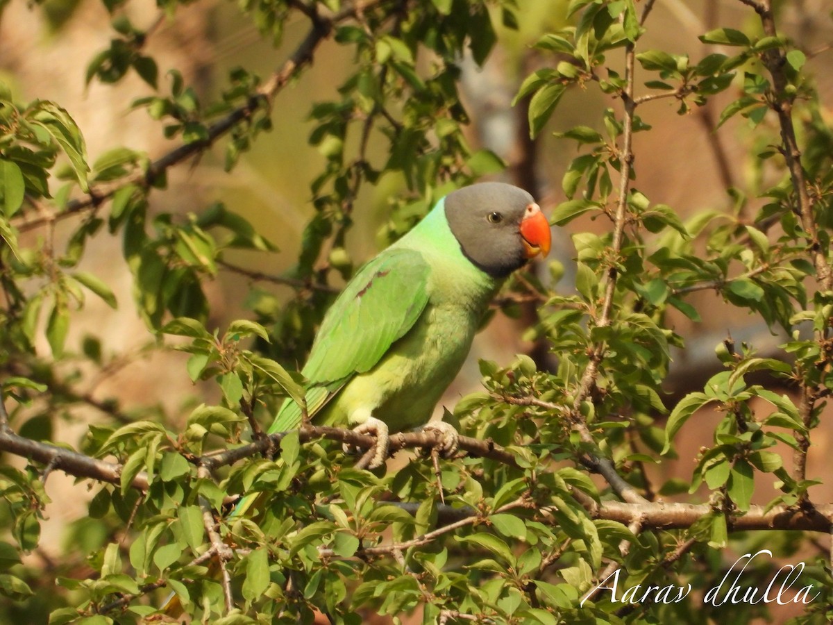 Slaty-headed Parakeet - Aarav Dhulla