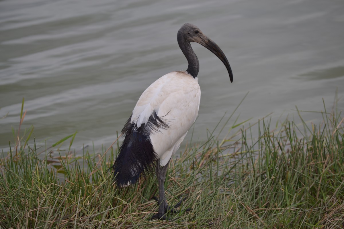 African Sacred Ibis - Chris Kieu