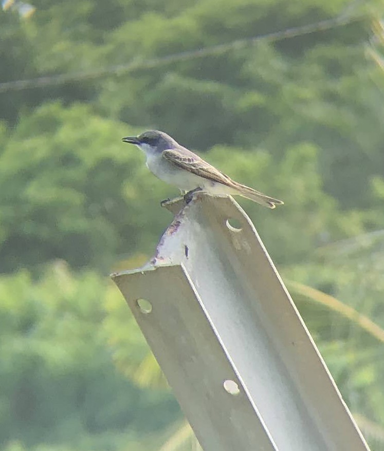 Gray Kingbird - Mara Flynn