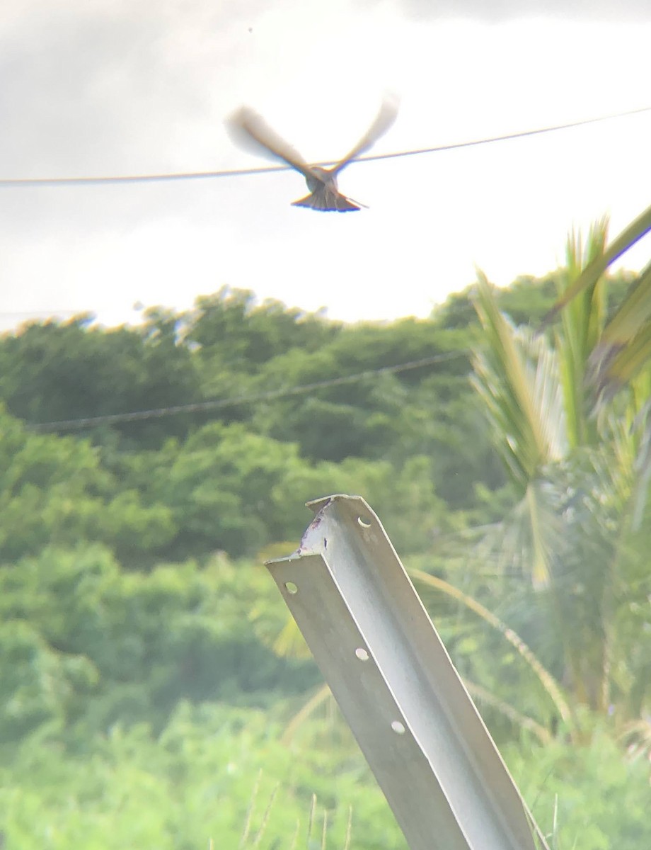 Gray Kingbird - ML619346728