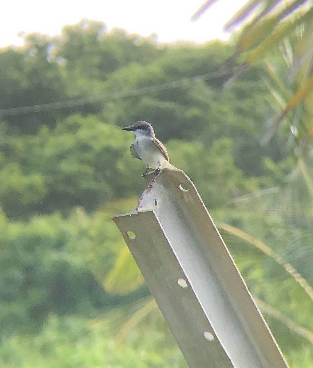 Gray Kingbird - Mara Flynn