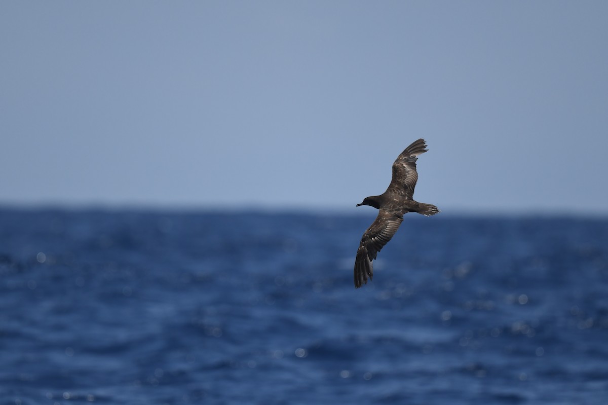 Wedge-tailed Shearwater - Jhih-Wei (志偉) TSAI (蔡)