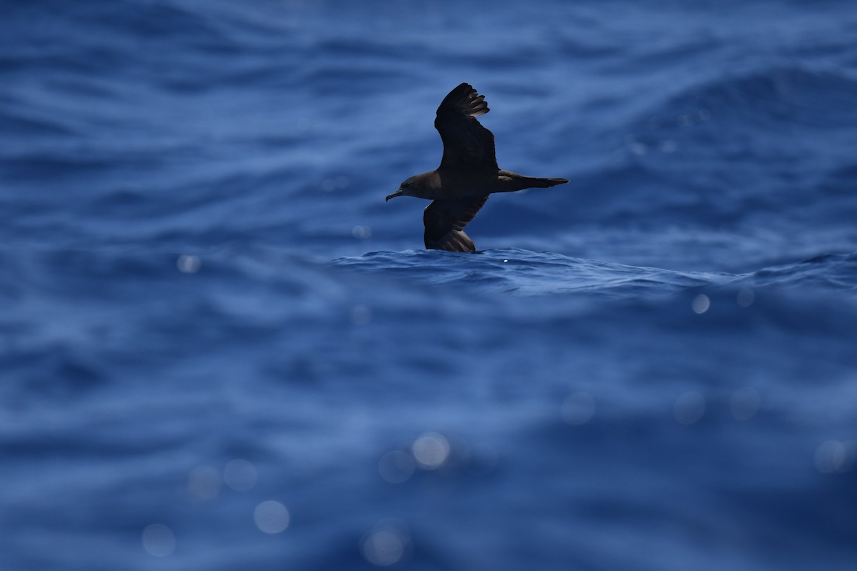 Wedge-tailed Shearwater - Jhih-Wei (志偉) TSAI (蔡)