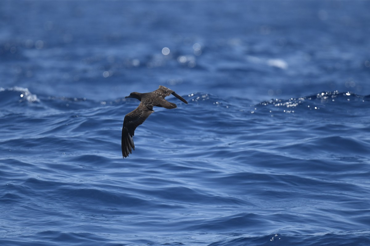 Wedge-tailed Shearwater - Jhih-Wei (志偉) TSAI (蔡)