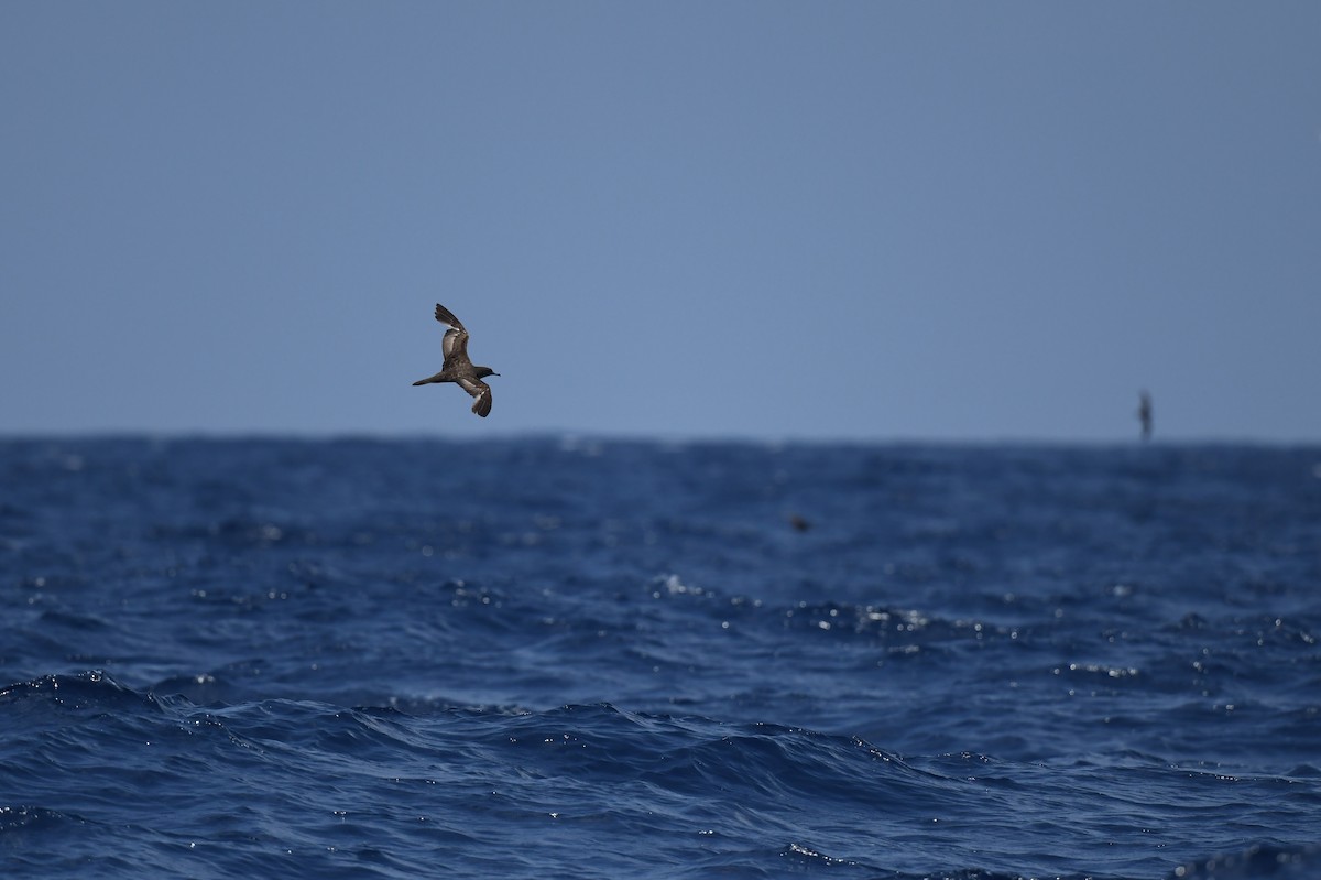 Wedge-tailed Shearwater - Jhih-Wei (志偉) TSAI (蔡)