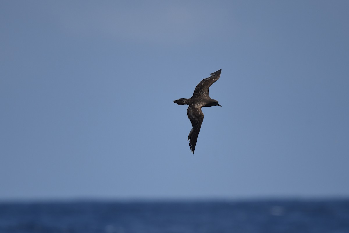 Wedge-tailed Shearwater - Jhih-Wei (志偉) TSAI (蔡)