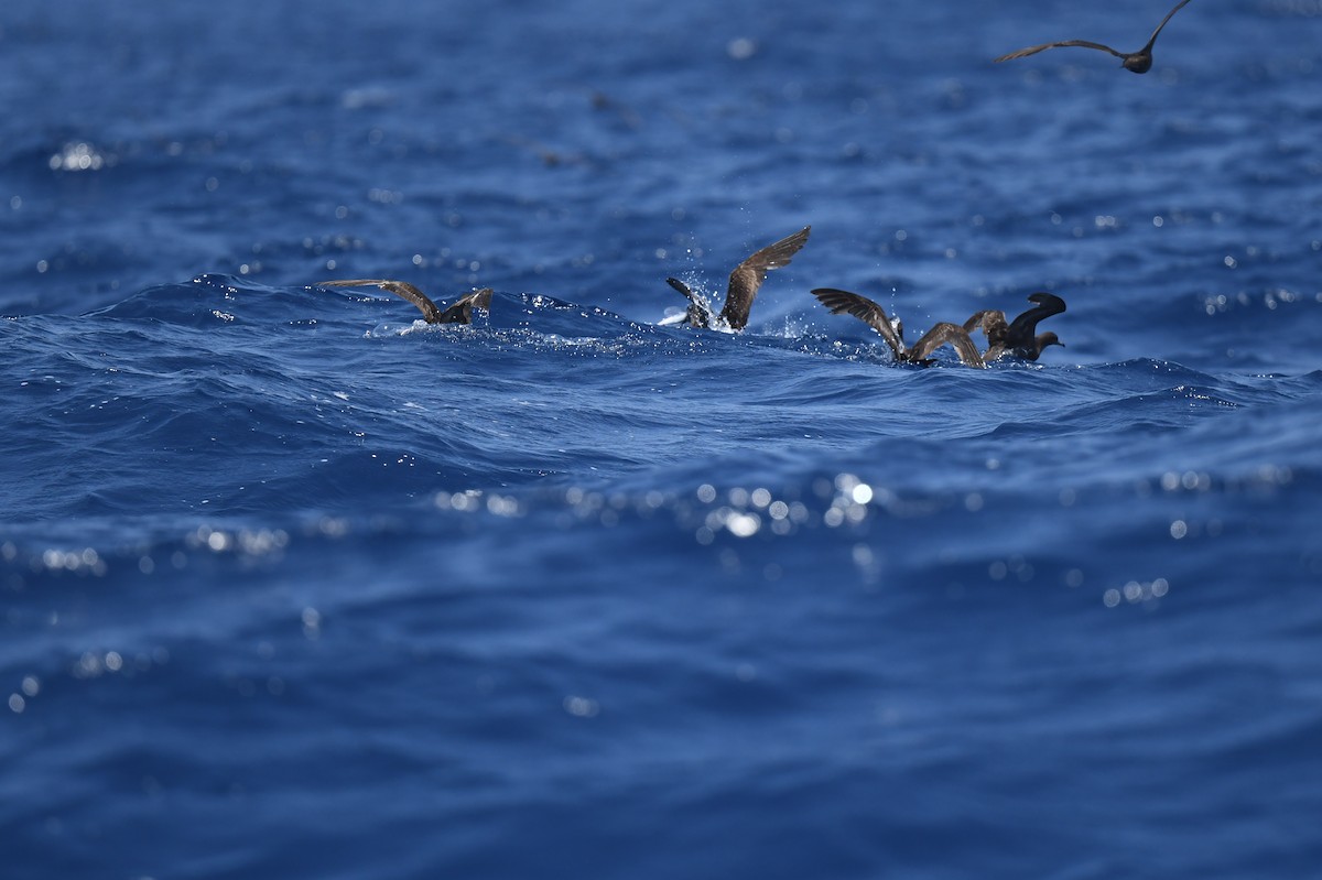 Wedge-tailed Shearwater - Jhih-Wei (志偉) TSAI (蔡)