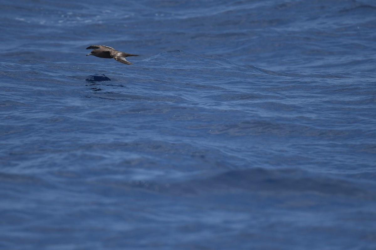 Wedge-tailed Shearwater - ML619346750