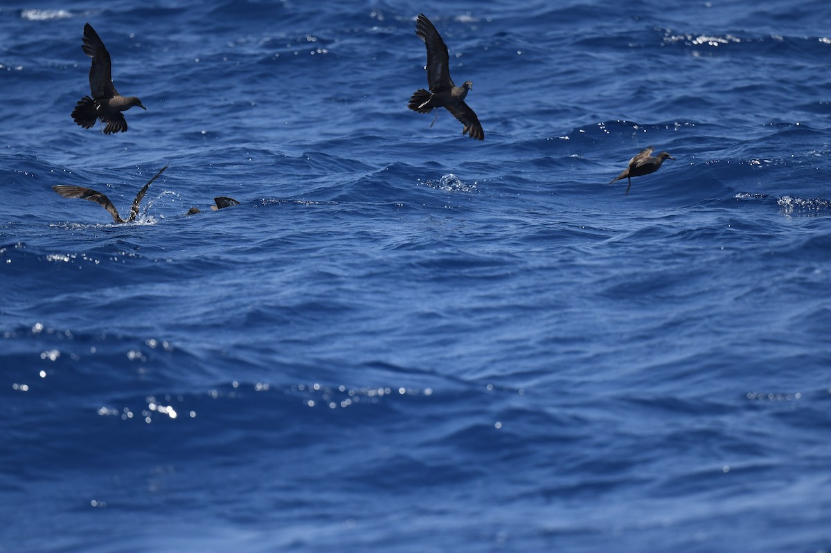 Wedge-tailed Shearwater - Jhih-Wei (志偉) TSAI (蔡)