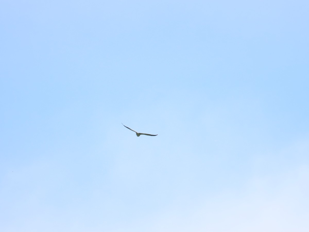 Black-winged Kite - 韋勳 陳