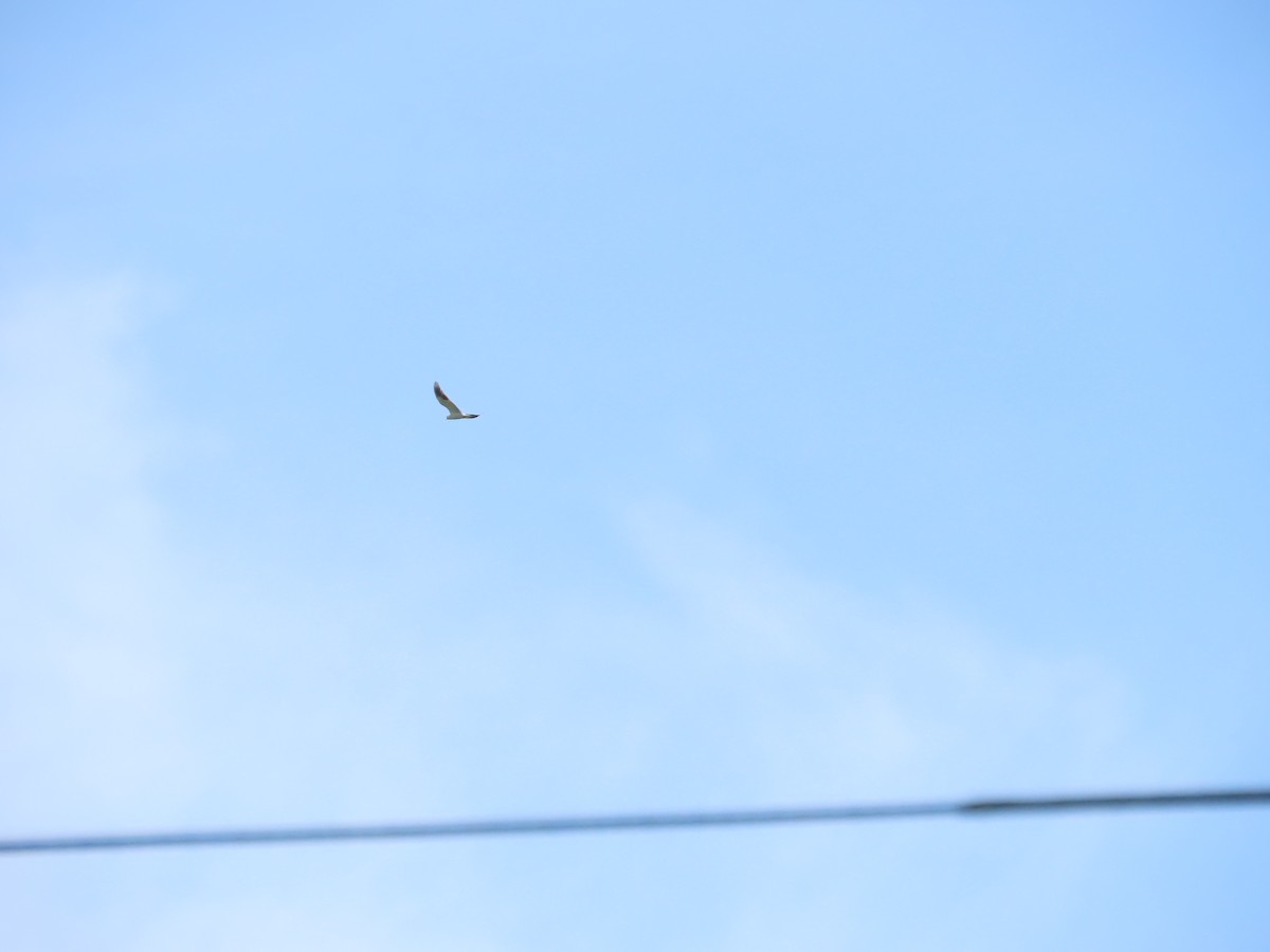 Black-winged Kite - 韋勳 陳