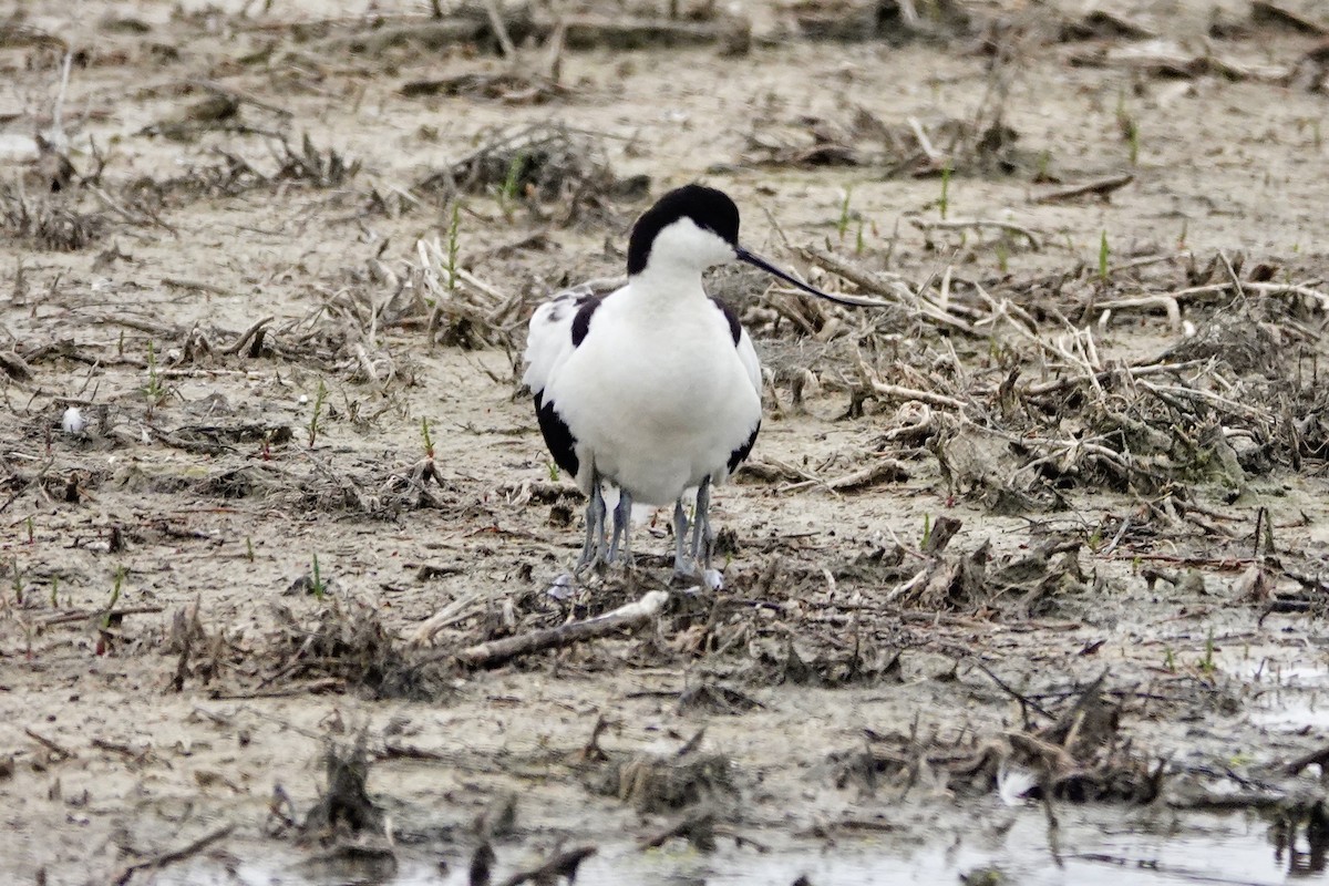 Pied Avocet - David Ratcliffe