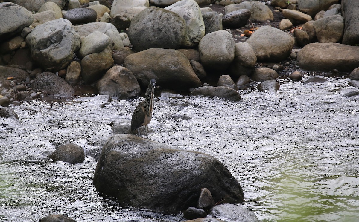 Fasciated Tiger-Heron - ML619346783