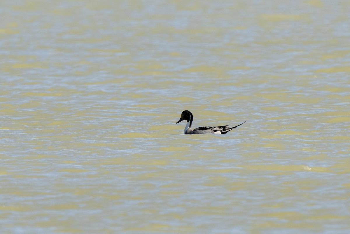 Northern Pintail - Steven Hunter