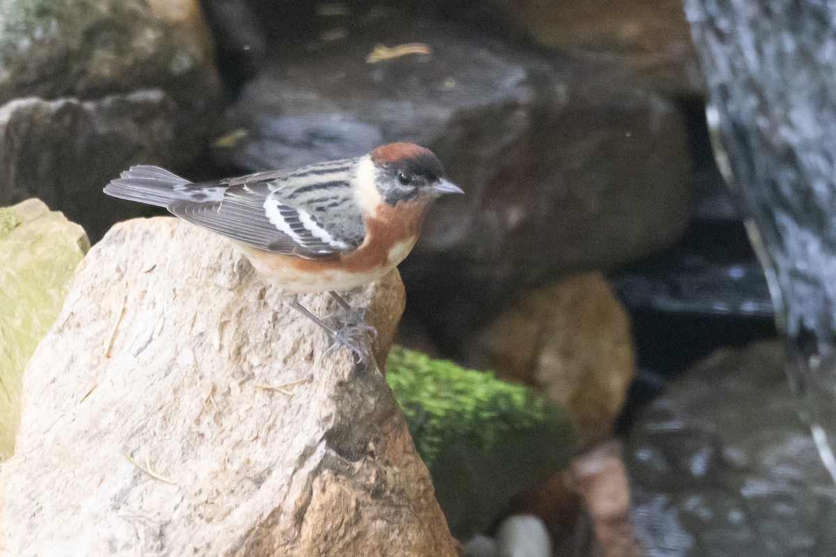 Bay-breasted Warbler - Jeff Lewis