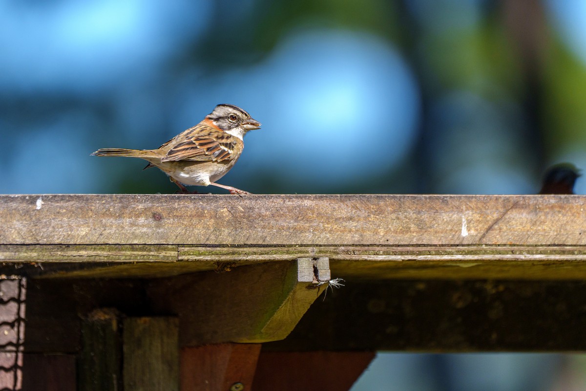 Rufous-collared Sparrow - Aldrey Cruz