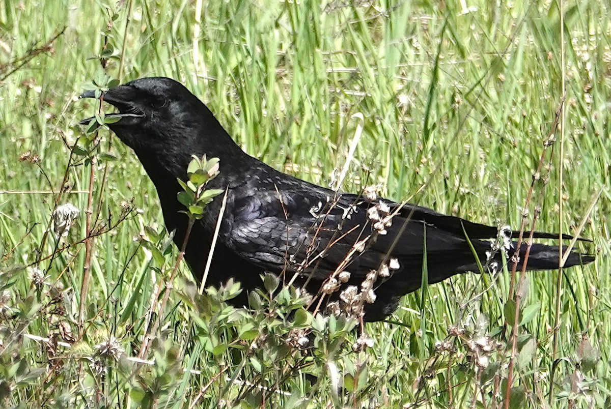 American Crow - Peter Williams