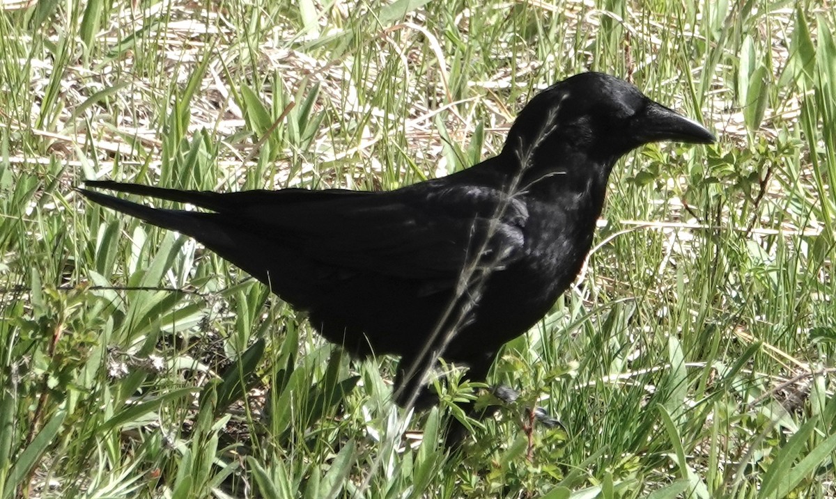 American Crow - Peter Williams