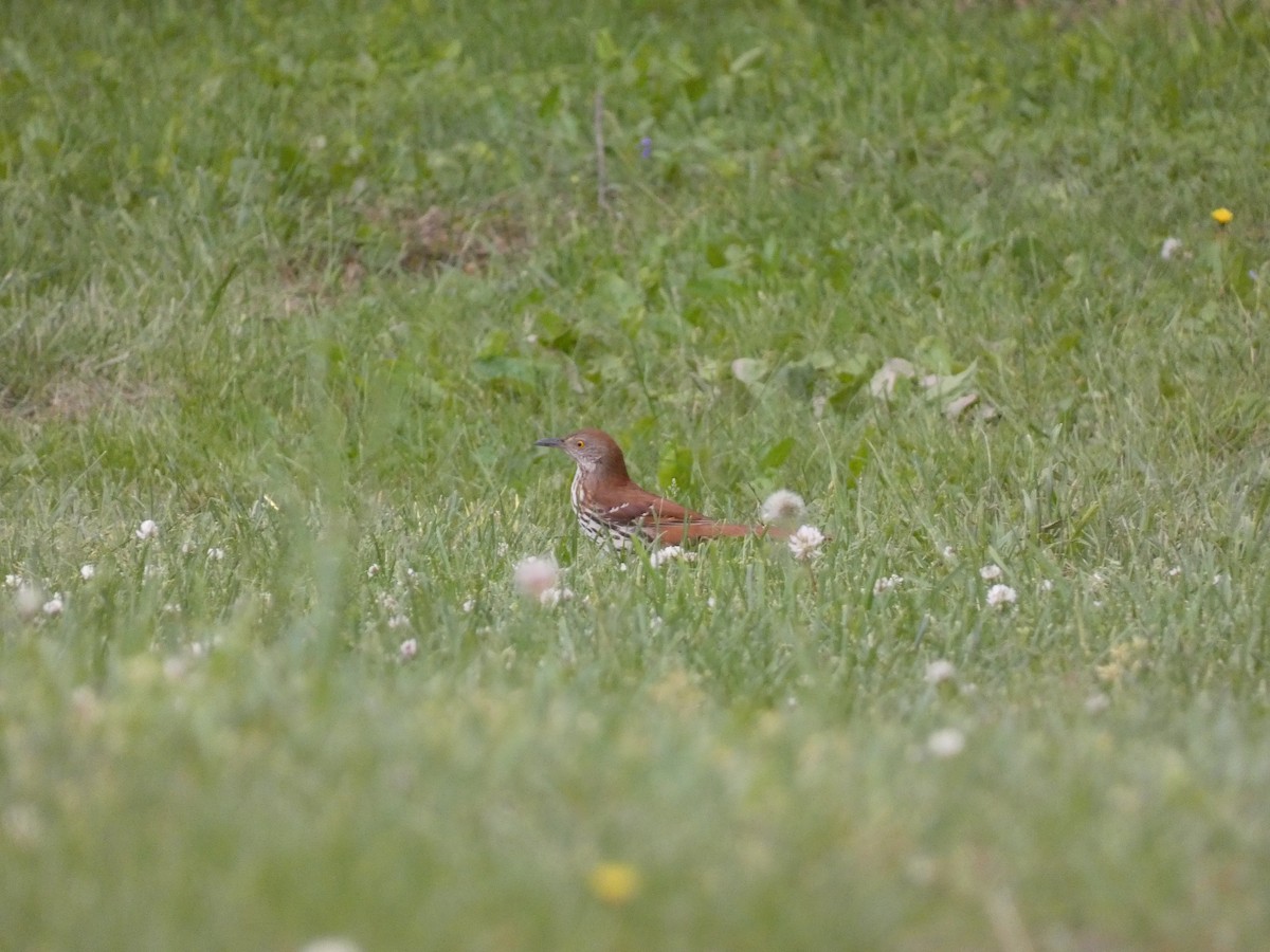 Brown Thrasher - Wesley McGee