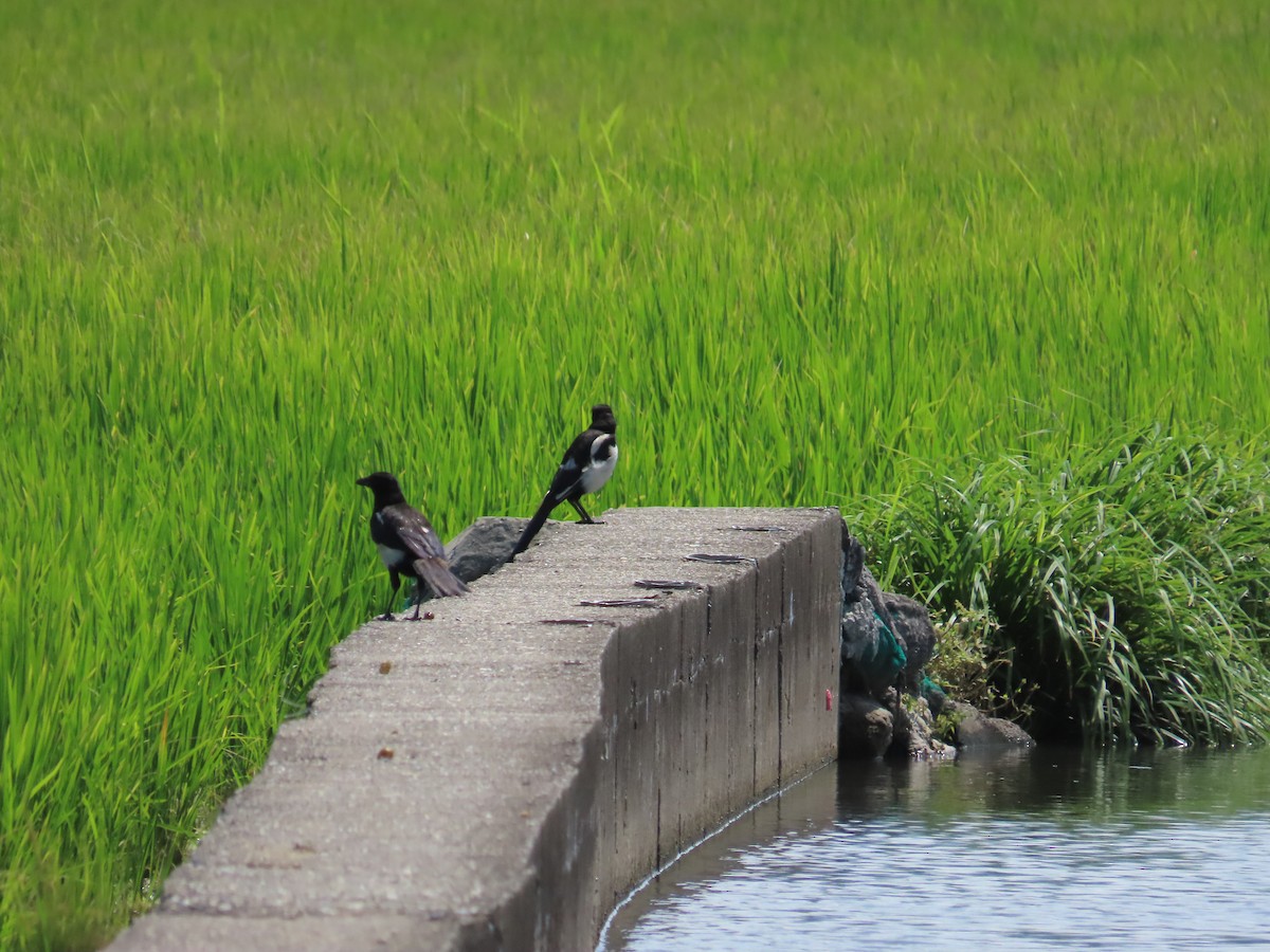 Oriental Magpie - 韋勳 陳