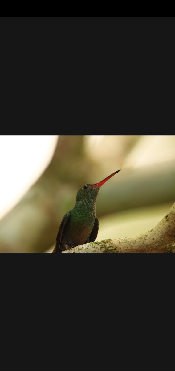 Rufous-tailed Hummingbird - Dhaz Mcnabb