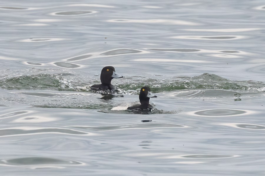 Greater Scaup - ML619346898