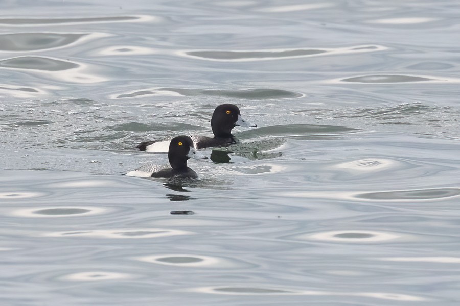 Greater Scaup - ML619346899